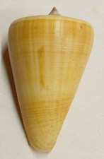Conus quercinus polynésie d'occasion  Saint-Pantaléon-de-Larche