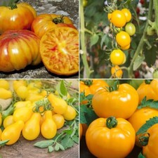Yellow tomato seeds for sale  SALISBURY