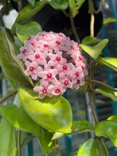 Hoya plant big for sale  Los Angeles