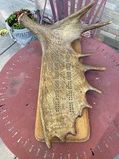 Rare moose antler for sale  Milwaukee