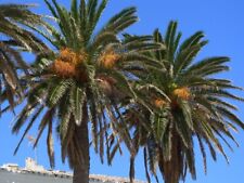 10 SEMILLAS DE PALMA DATILERA CANARIA (Phoenix Canariensis) planta frutal resistente segunda mano  Embacar hacia Argentina