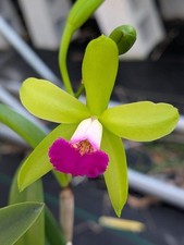 Bc. gulfshore beauty for sale  Feeding Hills
