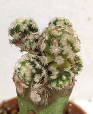 Mammillaria theresae ariocarpu usato  Brindisi