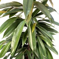 Pianta ficus amstel usato  Torre Canavese