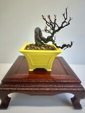 Way life bonsai for sale  YORK