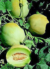 Honey dew mellon for sale  Saint Peters