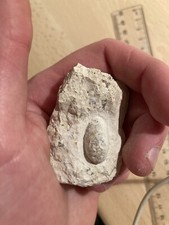 Oeuf serpent fossile d'occasion  Sessenheim