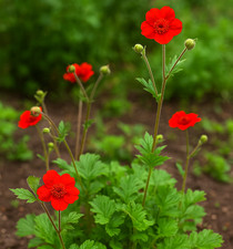 Geum fully hardy for sale  BARGOED