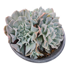 Echeveria swan lake for sale  Covina