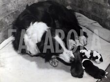 Vintage animali una usato  Roma