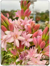 Bulbo tuberosa tuberosa usato  Roma