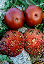 Tomato black seaman for sale  Shipping to Ireland