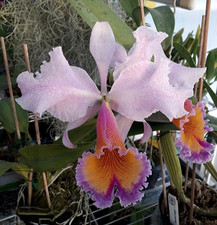 Cattleya zephyr orchid for sale  LONDON
