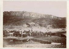 Berger troupeau 1896 d'occasion  Pagny-sur-Moselle