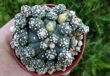 Astrophytum kikko ruri d'occasion  Servian