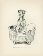 Lakeland terrier sat for sale  COLEFORD