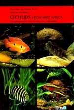 Cichlids west africa for sale  UK
