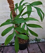 Monstera subpinnata for sale  Edgewater