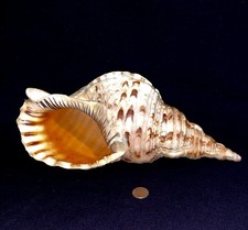 trumpet shell for sale  Katy