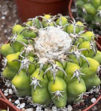 Discocactus ferricola wysiwyg usato  Spedire a Italy