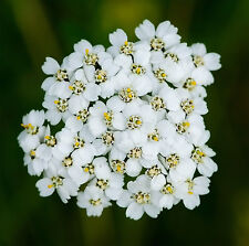 Yarrow seeds achillea for sale  GREENOCK