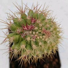 Ferocactus stainesii cristate usato  Brindisi