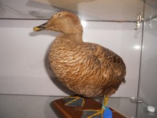 Taxidermie eider duvet d'occasion Taxidermie eider duvet d'occasion  Mezzavia