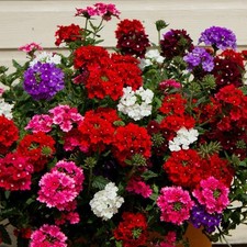 Verbena trailing mixed for sale  GRIMSBY