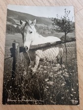 Pferdepostkarte pferd norweger gebraucht kaufen  Langenzenn
