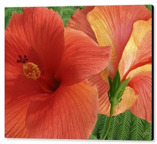 Red hibiscus x36 for sale  High Point