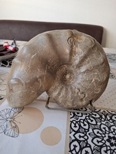 Großer ceratites nodosus gebraucht kaufen  Xanten