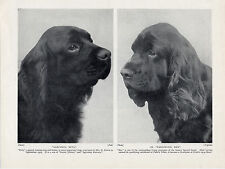Sussex spaniel head for sale  COLEFORD
