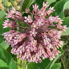 Common milkweed seeds for sale  Berwyn