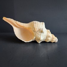 Horse conch seashell for sale  Scituate