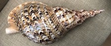 14.5 zebra triton for sale  Davis