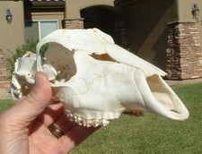 African bush buck for sale  Logan