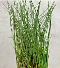 Hair grass aquarium for sale  UK