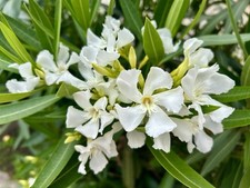White nerium oleander for sale  Trabuco Canyon
