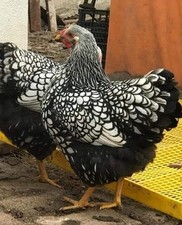 Wyandotte argento orlo usato  Venetico