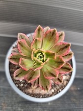Aeonium green tea for sale  KILMARNOCK