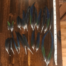 Nanday conure parrot for sale  Pinson