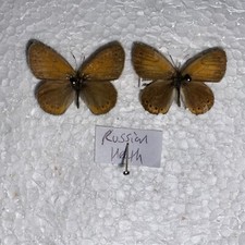 Russian heath butterfly. for sale  CAERNARFON