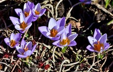 Schneekrokusse zart lila gebraucht kaufen Schneekrokusse zart lila gebraucht kaufen  Kaiserslautern