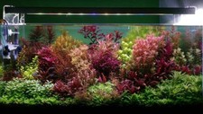 Live aquarium plants for sale  Stockton