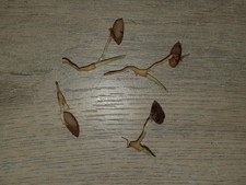 Licuala cordata semi usato  Spedire a Italy