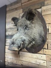 Large wild boar for sale  BURY ST. EDMUNDS