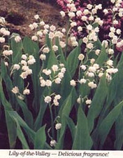 Lot fragrant lily for sale  Deepwater