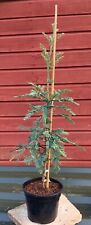 Sequoia sempervirens woodside for sale  CRANBROOK
