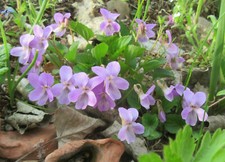 Usado, Viola Jooi : 40 sementes: violeta da Transilvânia comprar usado  Enviando para Brazil