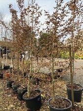 Hornbeam tree carpinus for sale  SPALDING